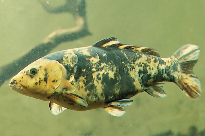 Koi