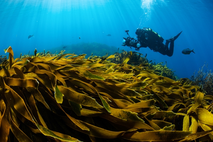 Poor Knights Islands with kelp and diver