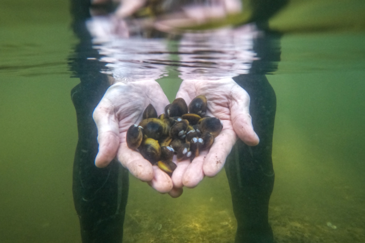 Freshwater Biologist Brain Smith is part of a team researching the highly invasive gold clam (Corbicula fluminea) in the Waikato River.