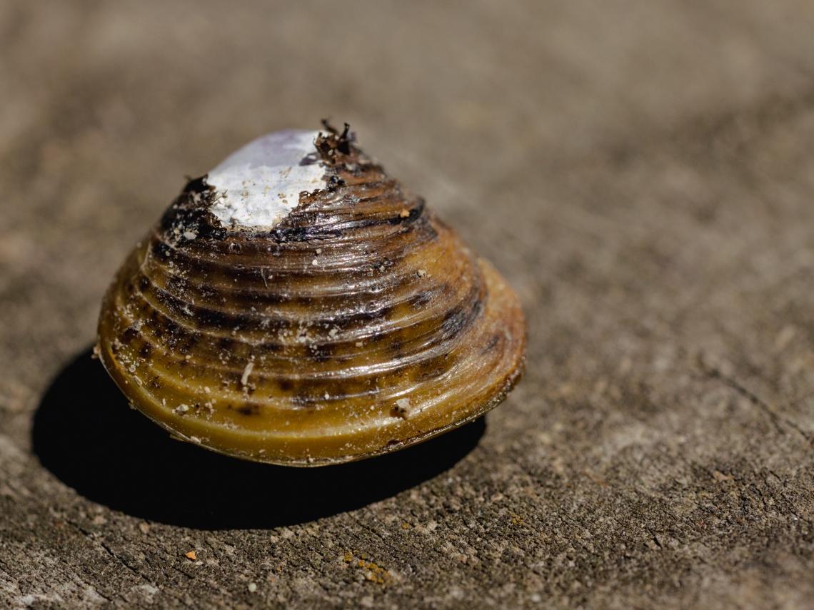 2025_02_GOLD CLAM HUI_LO-RES_brennan