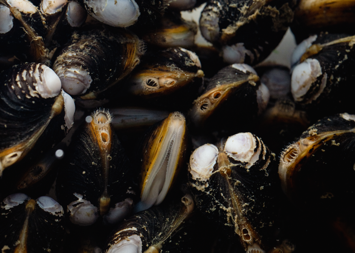 clams